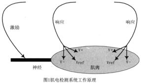 生物神經(jīng)電極放大器系統(tǒng)的設(shè)計(jì)與實(shí)現(xiàn)